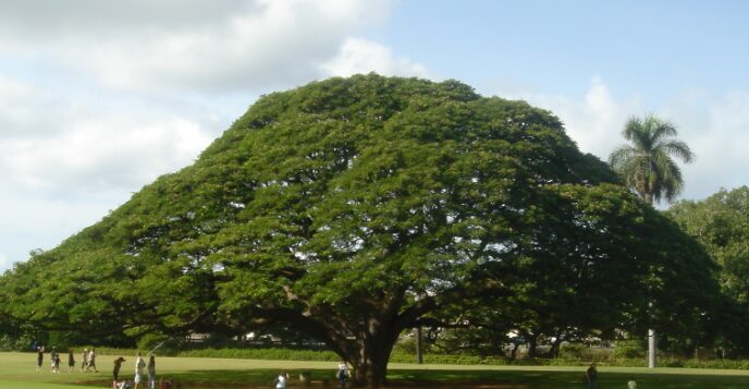 Rain Tree 　レインツリー